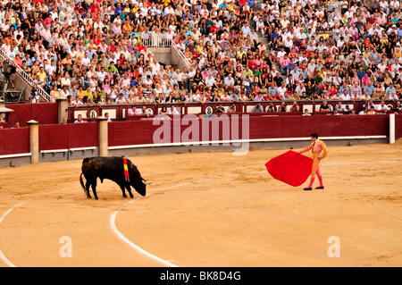 Torero, matador, con un mantello scarlatto, muleta, e la spada, estoque, in Arena Las Ventas di Madrid, Spagna, Penisola Iberica Foto Stock