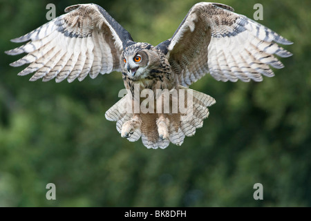 Gufo reale (Bubo bubo) lo sbarco, Vulkan Eifel, Renania-Palatinato, Germania, Europa Foto Stock