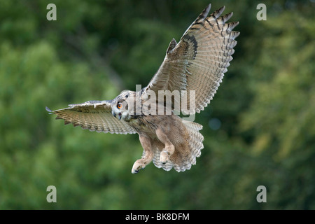 Gufo reale (Bubo bubo) battenti, Vulkan Eifel, Renania-Palatinato, Germania, Europa Foto Stock