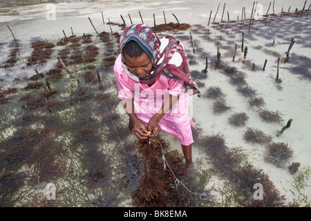 Una ragazza in un abito rosa raccolta da un campo stabilite per le alghe in una laguna Jambiani, Zanzibar, Tanzania Africa Foto Stock