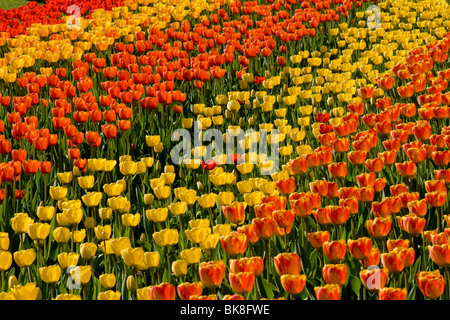 Tulip mostrano TULIPAN nel Britzer Garden park, Berlino, Germania, Europa Foto Stock