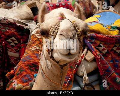 Cammello con sella colorata, Egitto Foto Stock