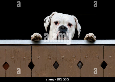 Boxer bianco guardando sopra una recinzione Foto Stock