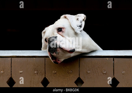 Boxer bianco guardando sopra una recinzione Foto Stock