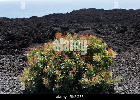 Vinagrera (Rumex lunaria), La Palma Isole Canarie Spagna, Europa Foto Stock