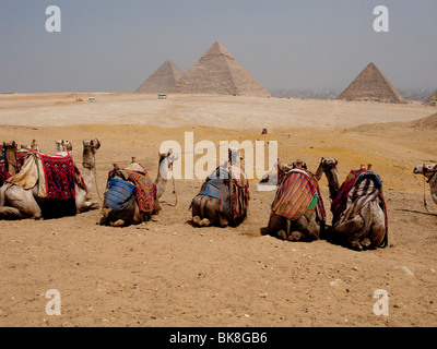 Cammelli seduti in una fila vicino le Grandi Piramidi di Giza, il Cairo, Egitto Foto Stock