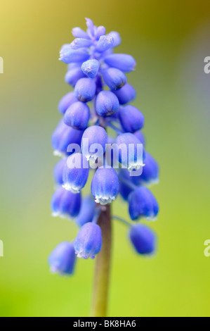 Giacinto di uva (Muscari) Foto Stock