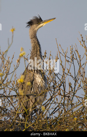 I capretti airone cinerino (Ardea cinereus) seduto sul suo nido Foto Stock