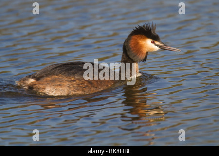 Adulto Svasso maggiore (Podiceps cristatus) Nel piumaggio di allevamento Foto Stock