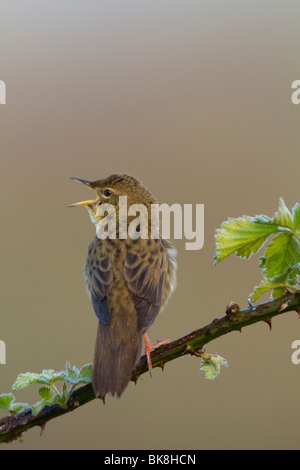 Grasshopper trillo (Locustella naevia) cantare da un ramo di rovo Foto Stock