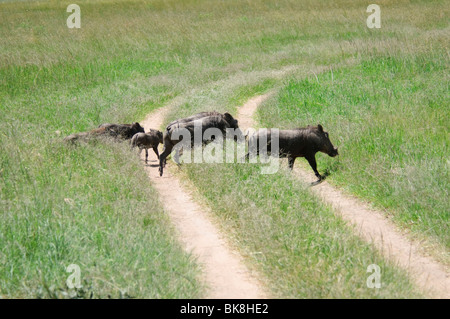 Un gruppo di comuni facoceri Phacochoerus africanus strada di attraversamento Foto Stock