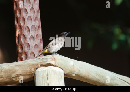 Bulbul comune Pycnonotus barbatus tricolore Foto Stock