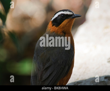 Bianco-browed Robin-Chat Cossypha heuglini Foto Stock