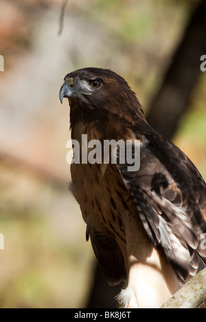Questo red-tailed hawk presso il fiume Pocomoke parco dello Stato del Maryland è sotto la cura del servizio del parco nazionale. Foto Stock