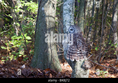 Questo impedito il gufo presso il fiume Pocomoke parco dello Stato del Maryland è sotto la cura del servizio del parco nazionale. Foto Stock