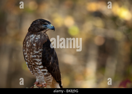 Questo red-tailed hawk presso il fiume Pocomoke parco dello Stato del Maryland è sotto la cura del servizio del parco nazionale. Foto Stock