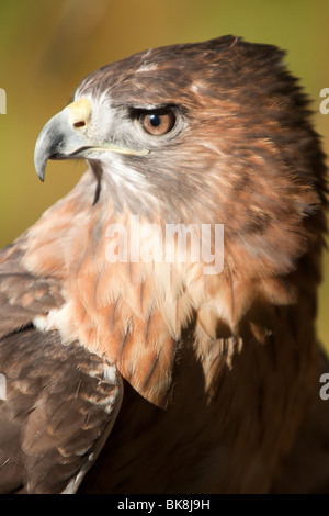 Questo red-tailed hawk presso il fiume Pocomoke parco dello Stato del Maryland è sotto la cura del servizio del parco nazionale. Foto Stock