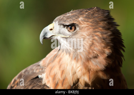 Questo red-tailed hawk presso il fiume Pocomoke parco dello Stato del Maryland è sotto la cura del servizio del parco nazionale. Foto Stock