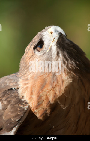 Questo red-tailed hawk presso il fiume Pocomoke parco dello Stato del Maryland è sotto la cura del servizio del parco nazionale. Foto Stock