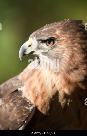 Questo red-tailed hawk presso il fiume Pocomoke parco dello Stato del Maryland è sotto la cura del servizio del parco nazionale. Foto Stock