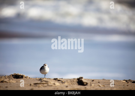 Un uccellino si appoggia su una gamba sul Assateague Island National Seashore in Chincoteague, Virginia. Foto Stock