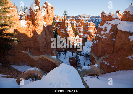 La bellissima Queens Garden Trail nel Parco Nazionale di Bryce Canyon, Utah si snoda sopra, fra e sotto migliaia di hoodoos. Foto Stock