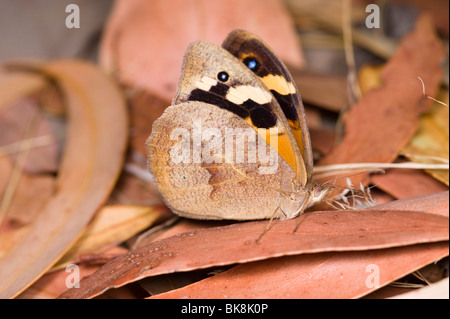 Australian comune farfalla marrone mimetizzata su foglie secche Foto Stock