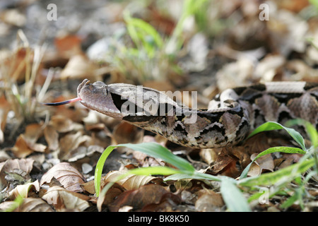 Gaboon Viper, Sud Africa, mimetizzata Foto Stock