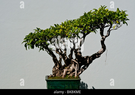 Il cinese albero di bonsai, Giardino Cinese, Sydney, Australia Foto Stock