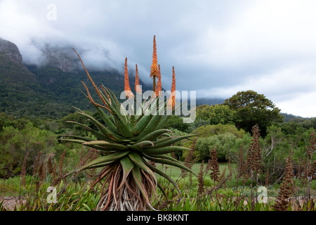 Un impianto di Aloe in fiore in Sud Africa Foto Stock