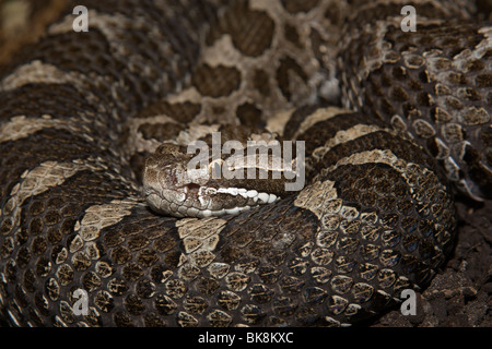 Massasauga orientale rattle snake ( Sistrurus catenatus catenatus) Foto Stock