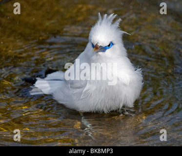 Bali Starling (leucopsar rothschildi) la balneazione nel flusso Foto Stock