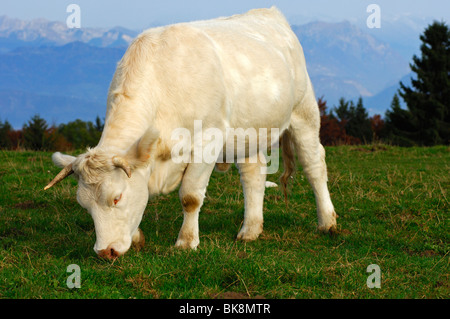 Charolais ingrasso bull su un alpeggio, Francia Foto Stock