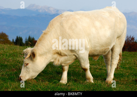 Charolais ingrasso bull su un alpeggio, Francia Foto Stock