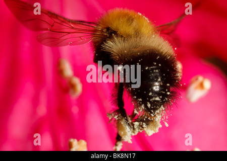 Un orientale carpenter bee (Xylocopa virginica) trasporta un carico di polline nella sua scopa vola verso un fiore di rododendro. Foto Stock