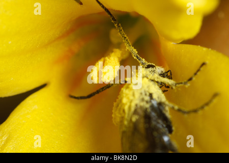 Un nero sawfly viene spazzolato con il polline come beve il nettare da un fiore di forsitia. Foto Stock
