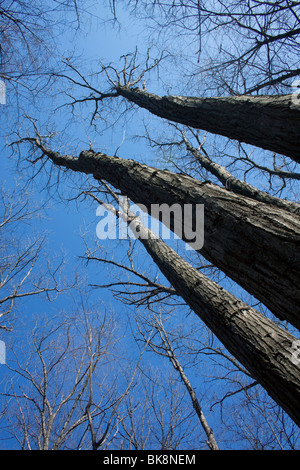 Foresta climax decidua orientale, Primavera, e USA, di Carol Dembinsky/Dembinsky Photo Assoc Foto Stock