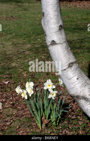 White Betulla Betula papyrifera e narcisi Narcissus Tree nord America dalla foto Dembinsky Assoc Foto Stock