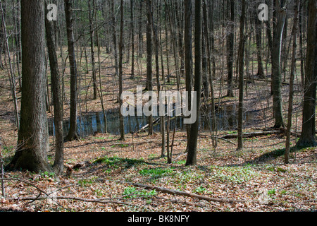 Vernal stagno orientale foresta decidua primi primavera e USA da Carol Dembinsky/Dembinsky Photo Assoc Foto Stock