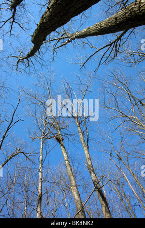 Foresta climax decidua orientale, Primavera, e USA, di Carol Dembinsky/Dembinsky Photo Assoc Foto Stock