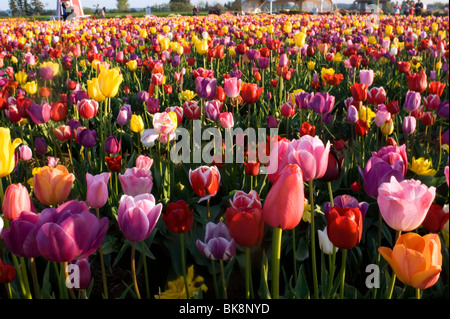 Campo di tulipani, fiori e lampadina Woodenshoe Farm Foto Stock