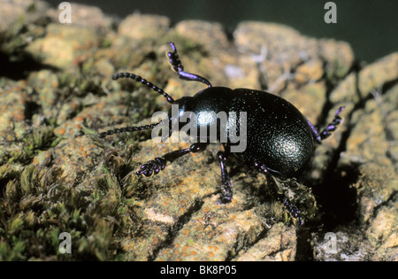 Terra-noioso dung beetle (Geotrupes vernalis) Foto Stock