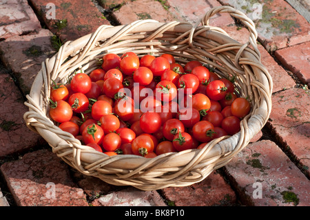 Un cestello di fresco raccolte mature di pomodori ciliegini Foto Stock