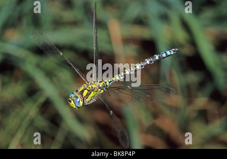 Southern hawker (Aeshna cyanea), maschio volanti Foto Stock