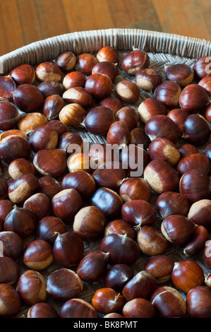 Le castagne, Castanea sativa Foto Stock