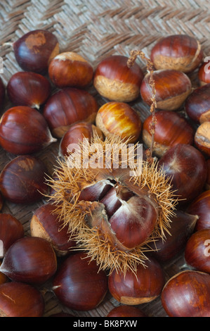 Una raccolta di castagne cadute che mostra il cupolino in cui è contenuta la noce. Foto Stock