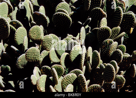 In prossimità della coda di castoro cactus nel deserto vicino a Carefree, Arizona, Stati Uniti d'America Foto Stock