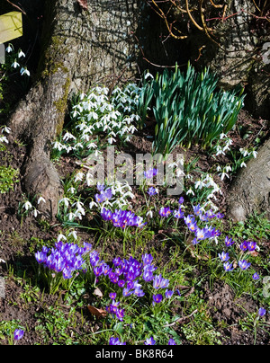 Crochi e bucaneve naturalizzato accanto ad alberi Foto Stock