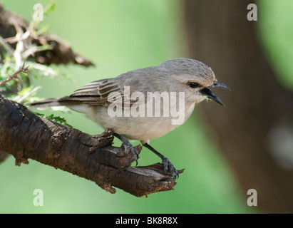 Grigio africano Bradornis Flycatcher microrhynchus Foto Stock