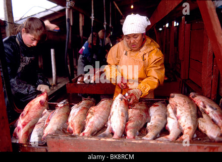 Donna indigena lavora in un pesce salmone all' impianto di trasformazione, Ust Belaya, Chukchi Penninsula, Regione Magadon, ex Unione Sovietica e URSS Foto Stock